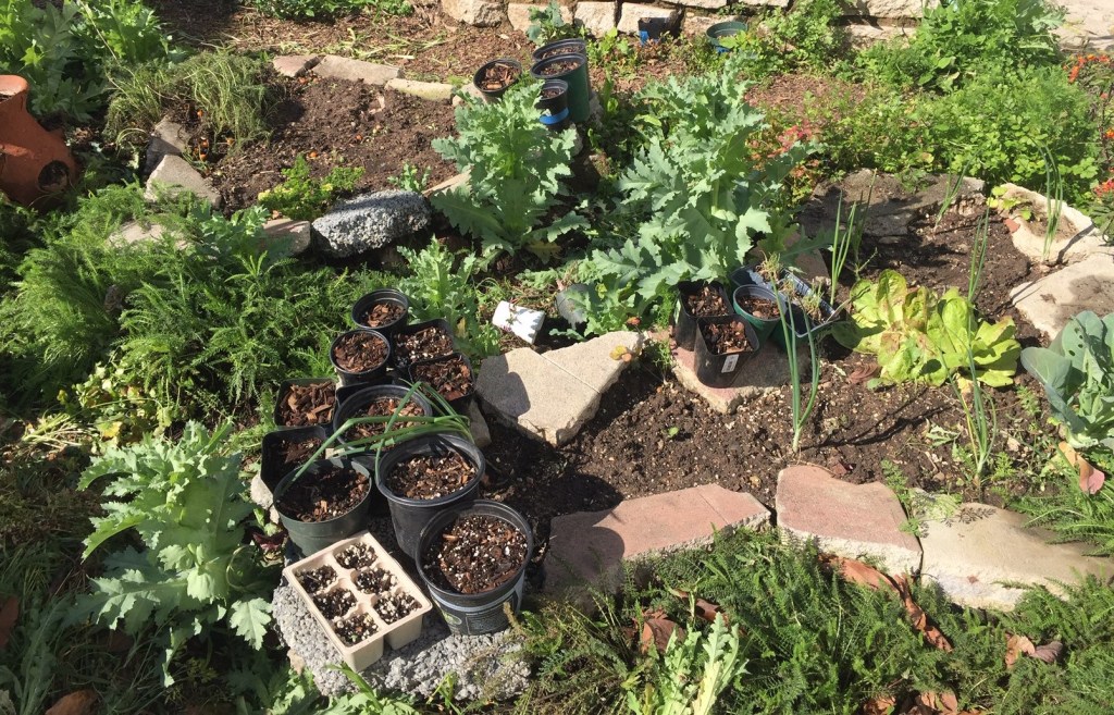 One Angeleno’s Coronavirus Pandemic Diary: Day 15 – Mask Vendors and Gardening