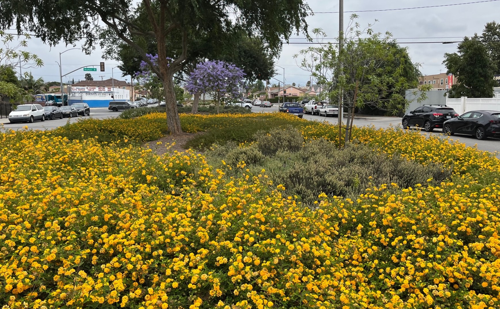 Native landscaping in full bloom